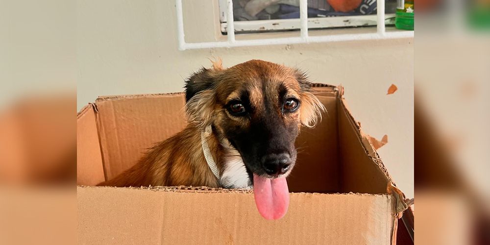 Carriacou Animal Hospital dog|Carriacou Animal Hospital donations of pet food|Carriacou Animal Hospital donations distribution|Carriacou Animal Hospital cat News