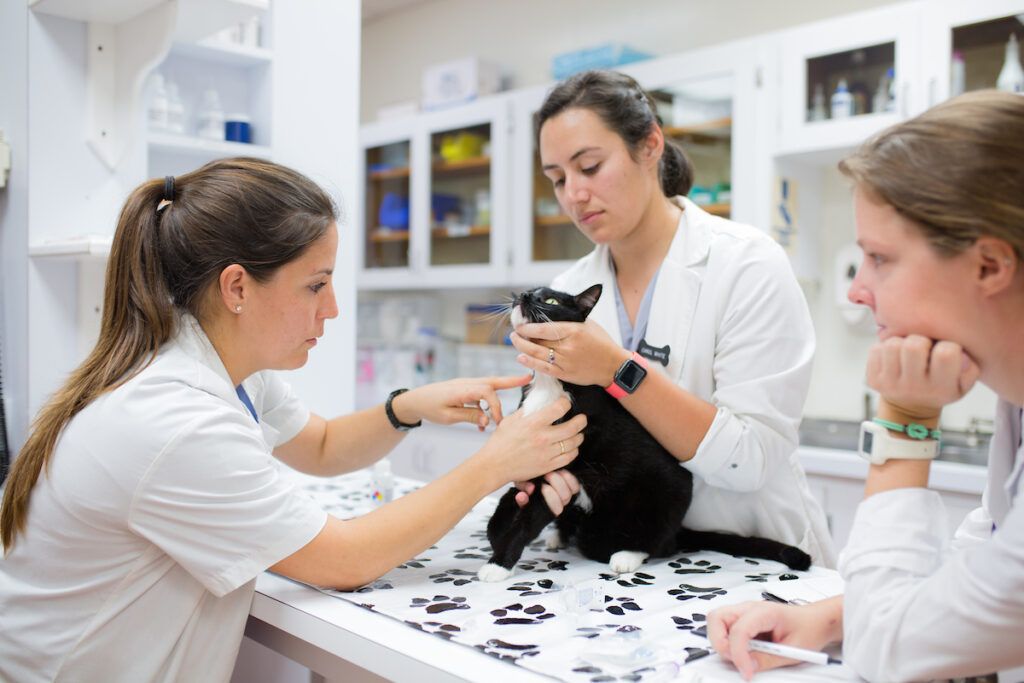 Veterinary staff examine a black-and-white cat on a clinic table