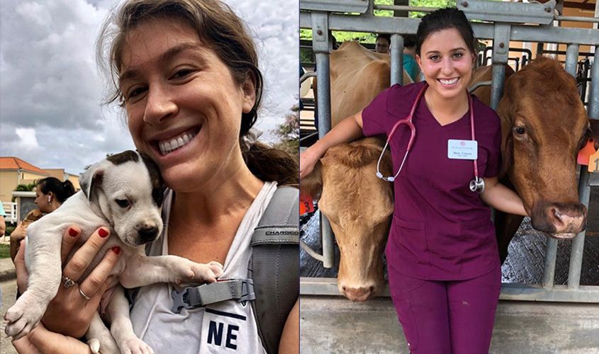 Side-by-side photos of a woman smiling with a puppy and standing between two cows while wearing veterinary scrubs
