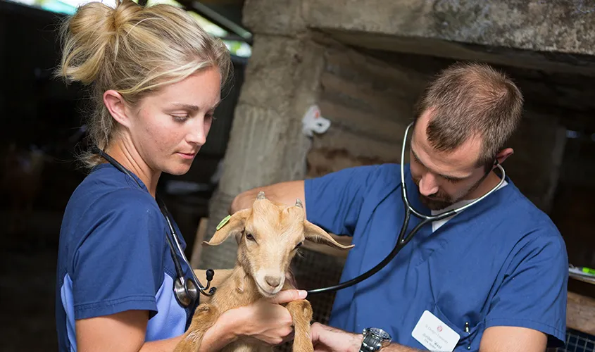 A veterinary professional examines a young goat with a stethoscope while a colleague holds it