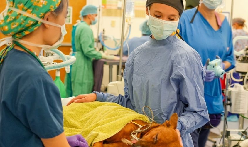 SGU School of Veterinary Medicine students in a surgical boot camp honing hands-on skills. News