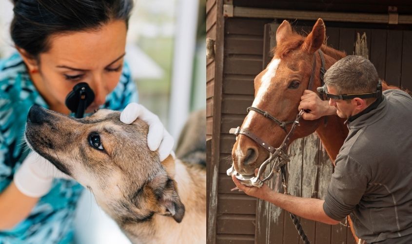 SGU veterinary professionals examining a dog and a horse, highlighting success in the VIRMP residency match program.