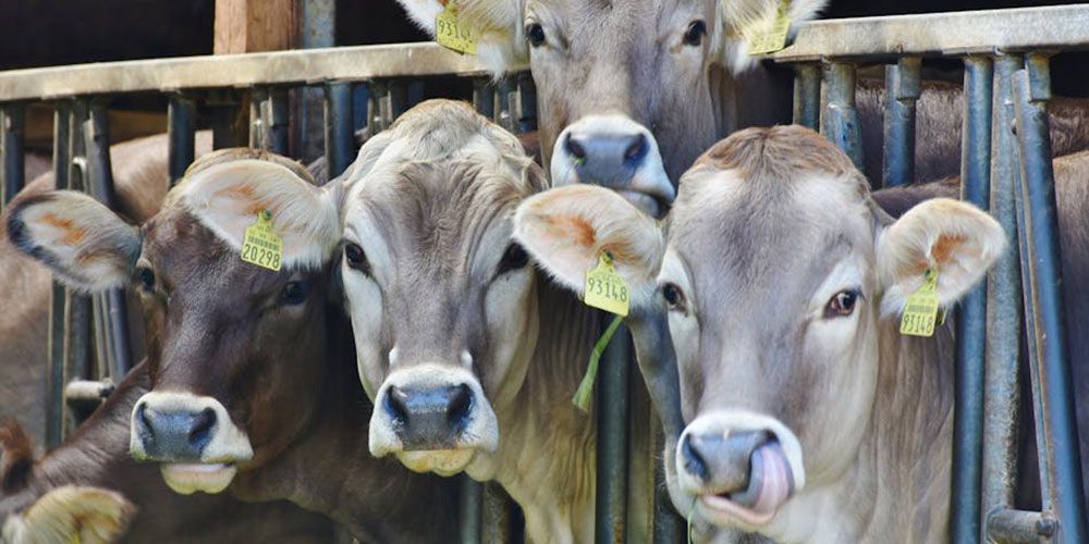 Food Safety Standards: A Look at How Our Provisions are Protected Square
