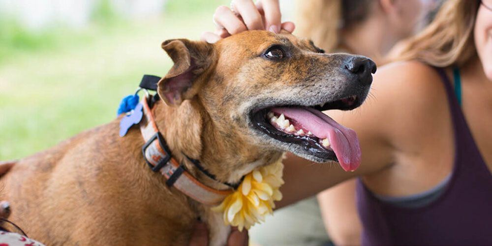Woman Petting Dog