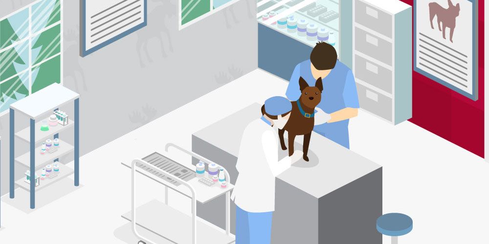 How to Become a Vet in Canada: Your Ultimate Outline Square|Female student looks through microscope|Group of SGU veterinary medicine students pose at graduation|Vet students examine baby goat