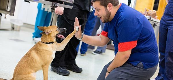 A smiling man in scrubs gives a high-five to a tan dog in a veterinary clinic