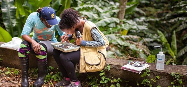 Two researchers examine field samples in a tray outdoors in a lush tropical forest
