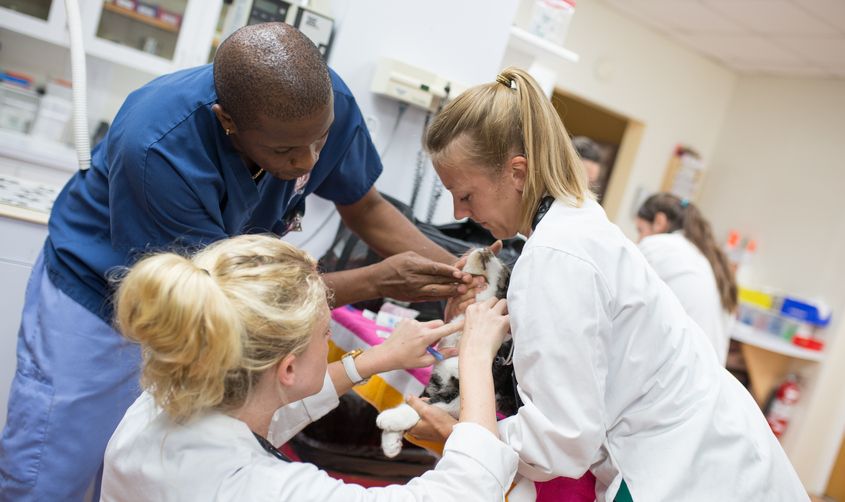 Veterinary medicine students gain hands-on experience in a small animal clinic, practicing essential clinical skills News