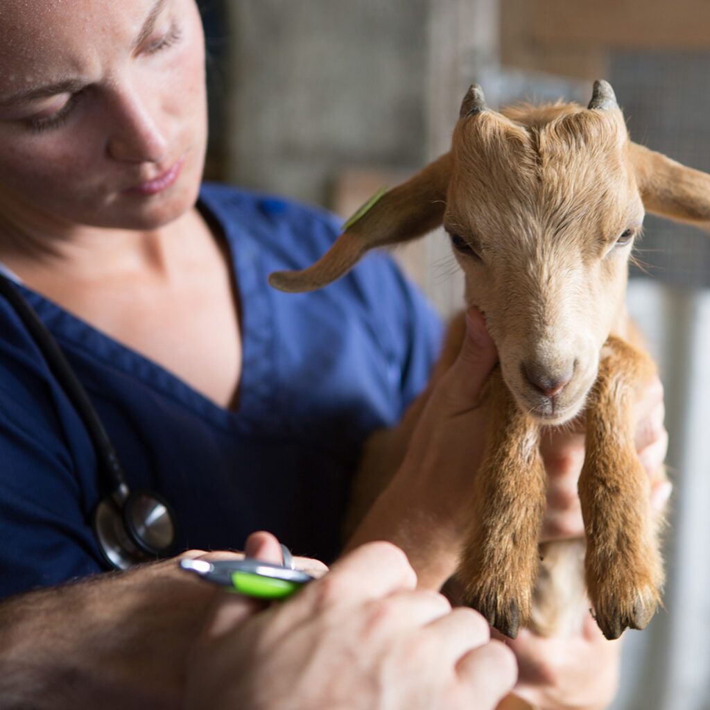 A veterinarian wearing scrubs holds a small brown goat kid during an examination