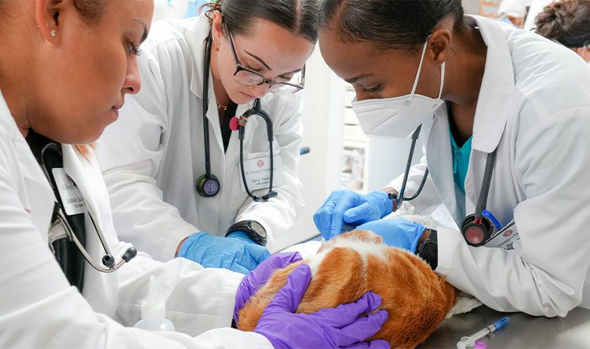 Three veterinary students in white lab coats examine an orange and white cat on an examination table