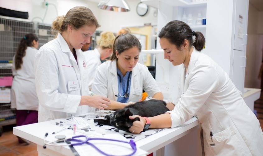 Veterinary students from the SVM and a Dutch partner university examine a black cat during a clinical rotation in The Netherlands.