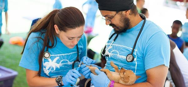 Two veterinarians carefully examine and treat a tiny puppy