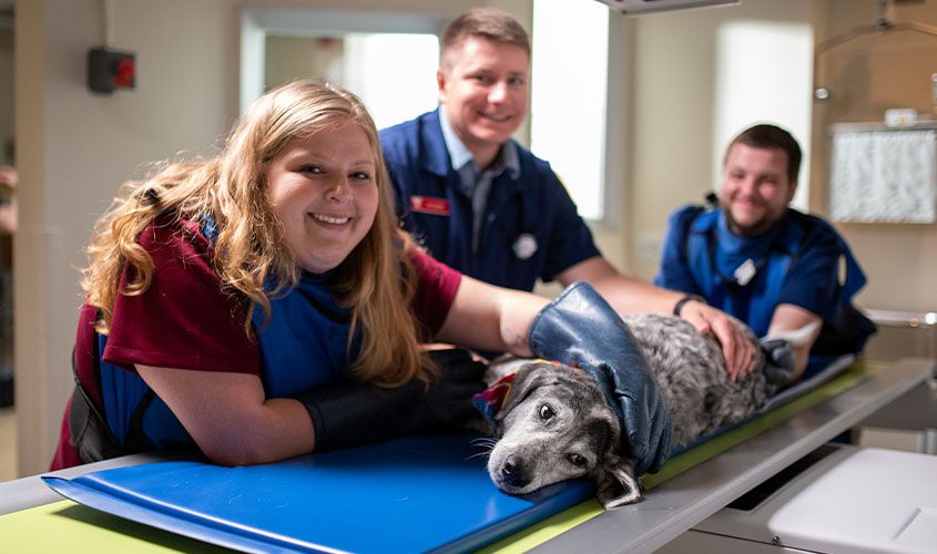 St. George's University veterinary students examining or working with a dog during a clinical skills training session.
