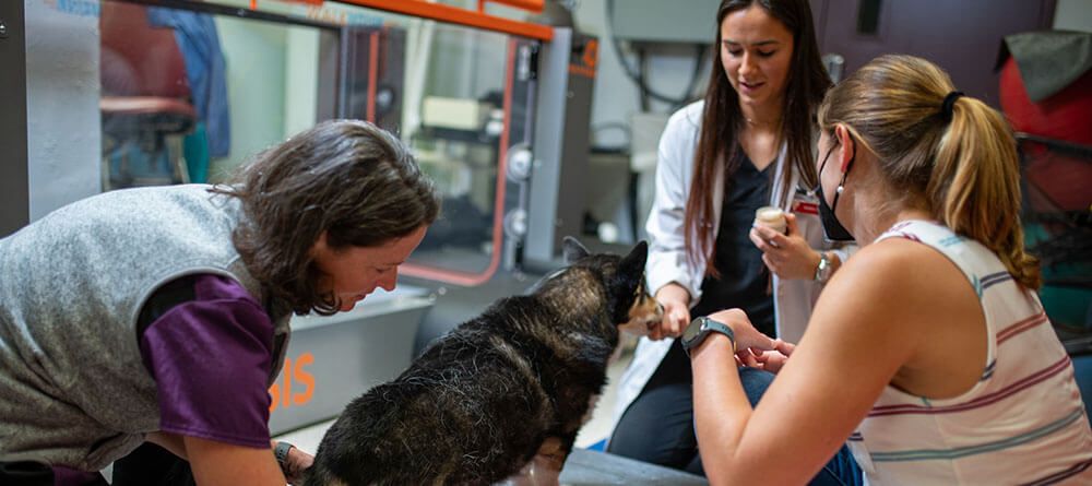 SGU veterinarians tend to a small dog during checkup